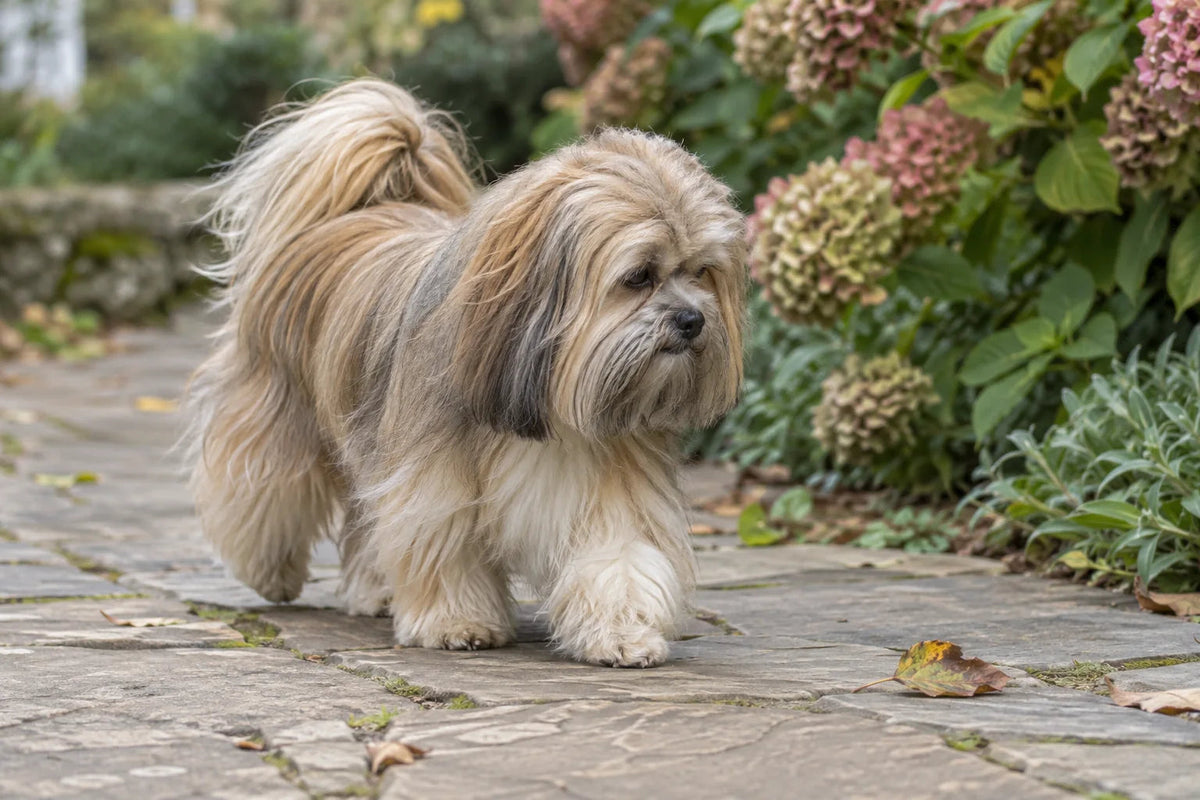 A golden-and-grizzle Lhasa Apso in a medium pet trim walking along a flagstone garden path