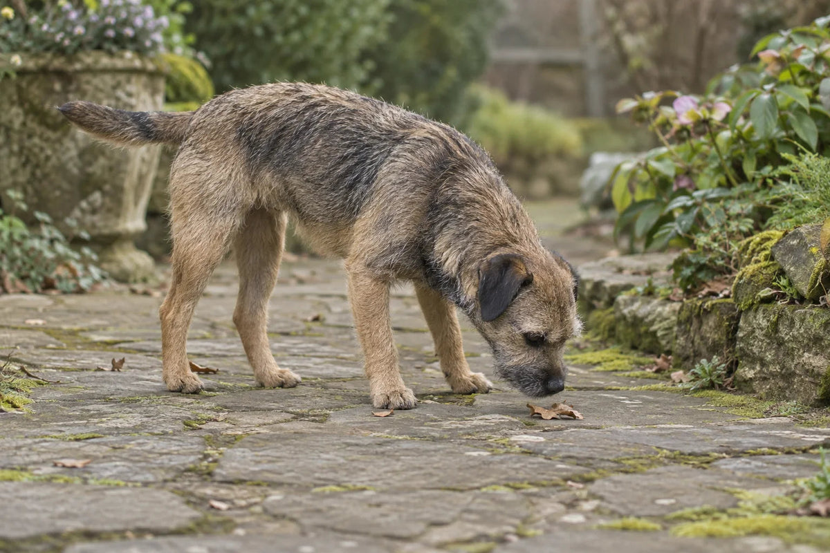 A grizzle and tan Border Terrier sniffing a fallen leaf on a stone garden path