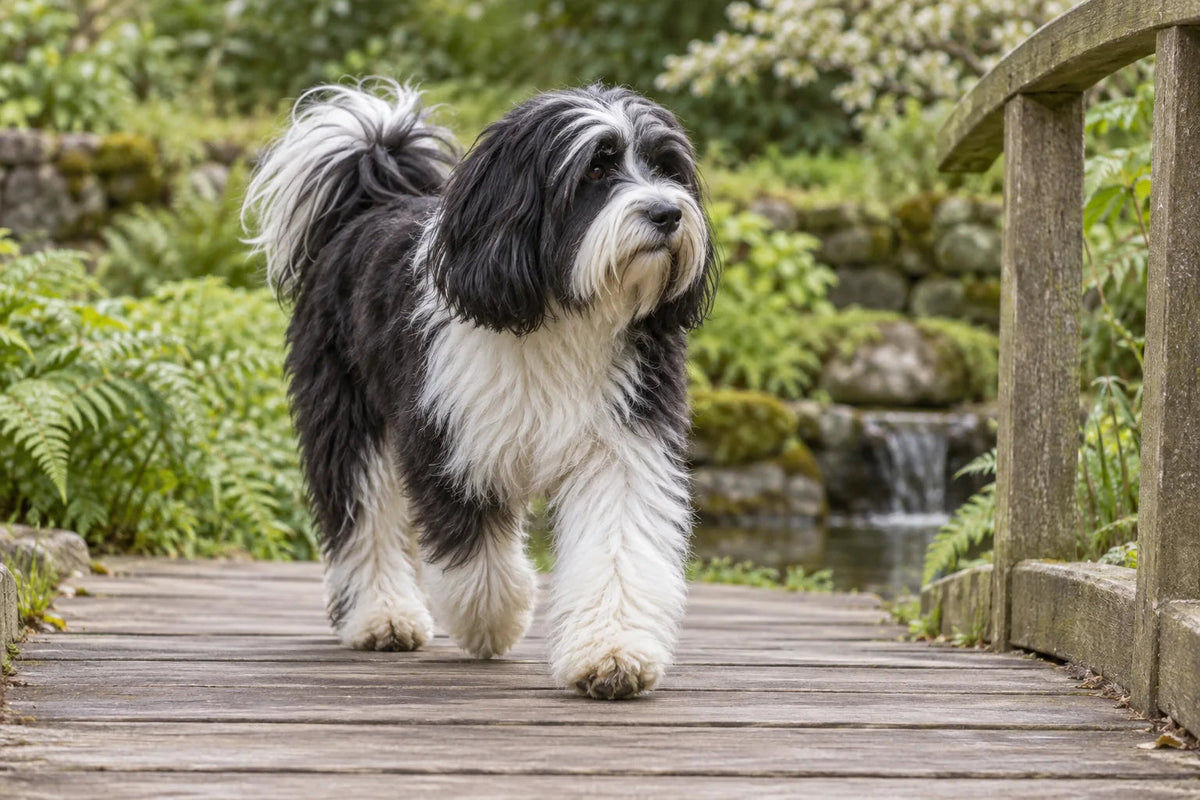 A black-and-white Tibetan Terrier in a practical shaggy pet trim walking over a garden footbridge